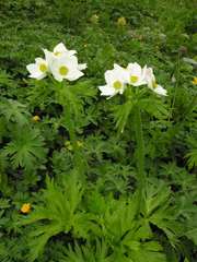 Anemonastrum fasciculatum