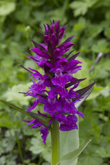 Black Sea Marsh Orchid