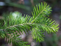 Siberian fir