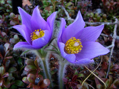 eastern pasqueflower