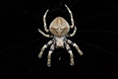 Angular Orbweaver Spider