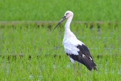 Oriental Stork