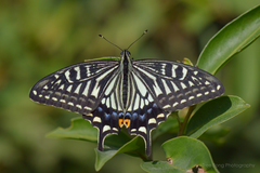 Chinese Yellow Swallowtail