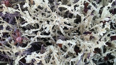 Curled snow lichen