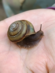 Karaftohelix maackii