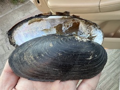 Amurean Freshwater Pearl Mussel