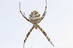 Lobed Argiope