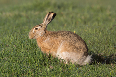 Brown Hare