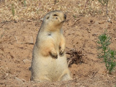 Yellow Ground Squirrel