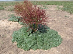 Tartarian Rhubarb
