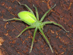 Green Huntsman Spider