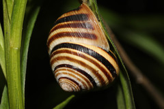 Vineyard Snail
