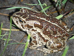 Mongolian Toad