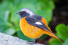 Daurian Redstart