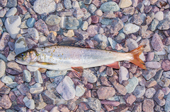 Baikal White Grayling