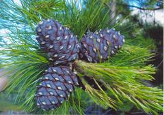 Siberian pine