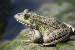 Marsh Frog