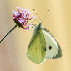 Large White