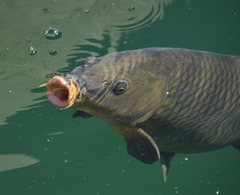 European Carp
