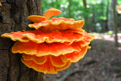 chicken of the woods