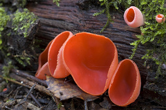 Elf Cups