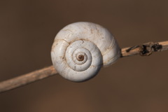 Xeropicta derbentina