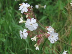 white campion