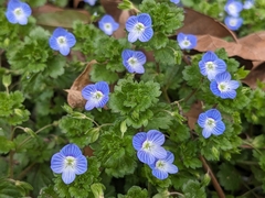 bird's-eye speedwell