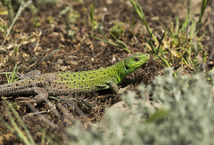Caspian Green Lizard