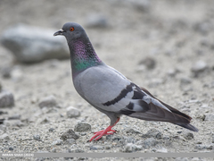 Rock Pigeon