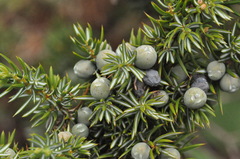common juniper