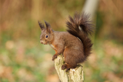 Eurasian Red Squirrel