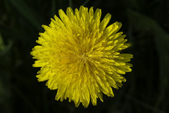 common dandelion