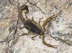 Olivierus caucasicus