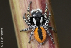 Red-bellied Jumping Spider