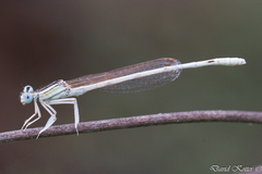 Ivory Featherleg