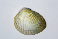 Lagoon Cockle