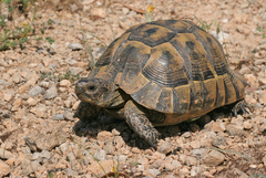 Greek Tortoise