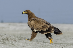 Steppe Eagle