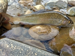 Nikolsky's Grayling
