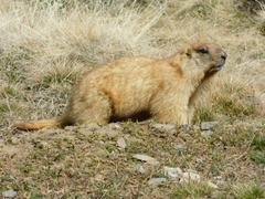 Grey Marmot