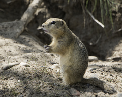 Long-tailed Ground Squirrel
