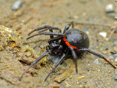 Mediterranean false black widow