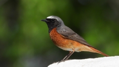 Common Redstart