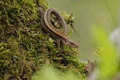 Meadow Lizard