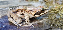 Siberian Wood Frog