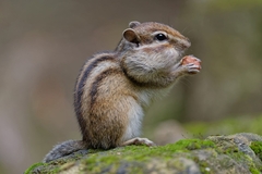 Siberian Chipmunk