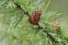 Siberian larch