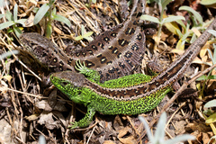 Sand Lizard