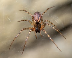 Old World Dome Sheetweaver